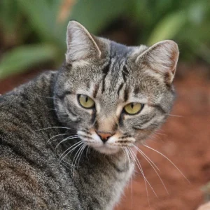 A cat playing outside while using an invisible dog fence