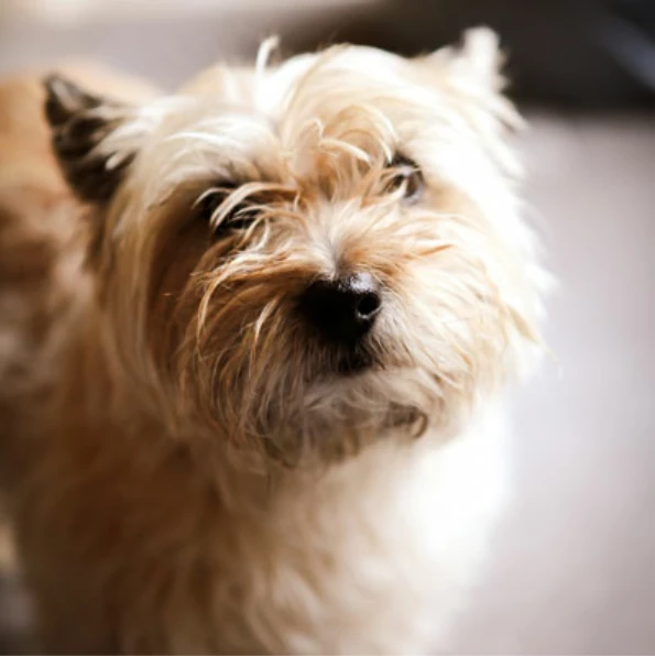 A cute dog looking at his owner.