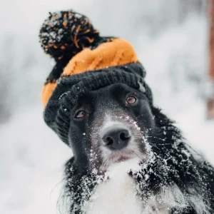 Dog outside in the snow wearing a hat.