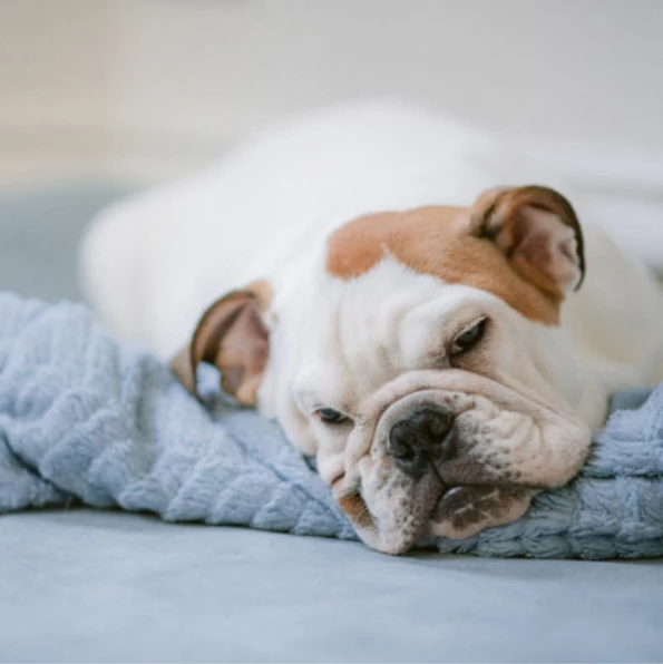 A dog lounging on his bed at Pet Fence Canada.