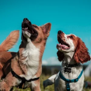 Dogs running outside with an invisible dog fence