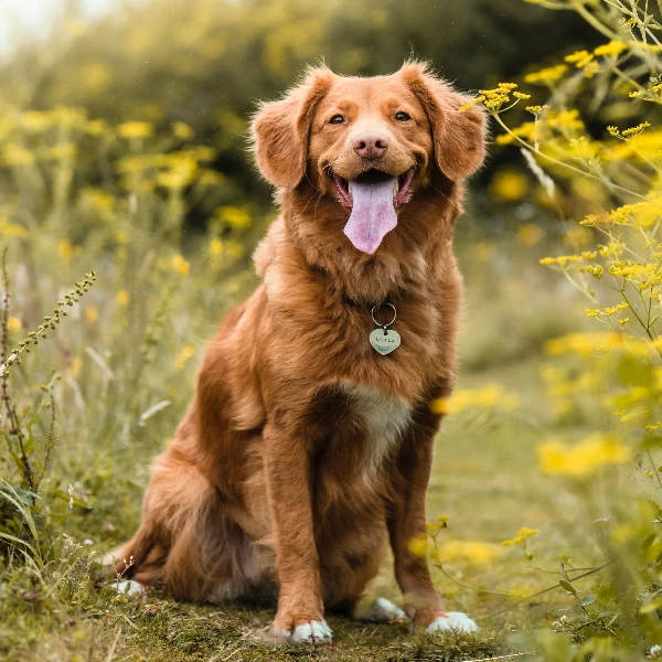 Dog sitting for their owner.