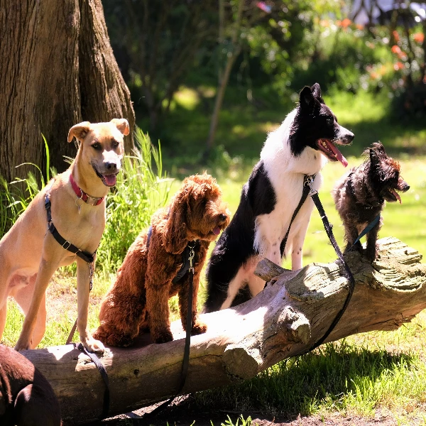 Well behaved dogs sitting after training.
