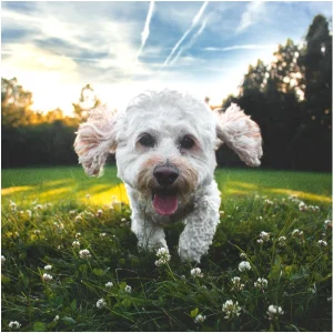 Dog running outside after using a Plexidor dog door.