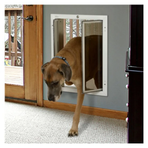 Dog using the Plexidor Dog Door that was installed into a wall